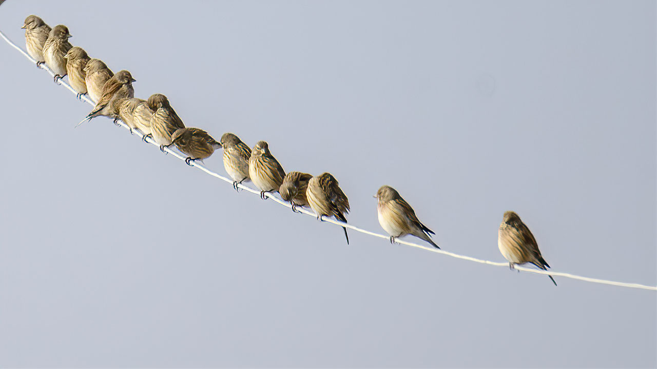 Eurasian Linnet